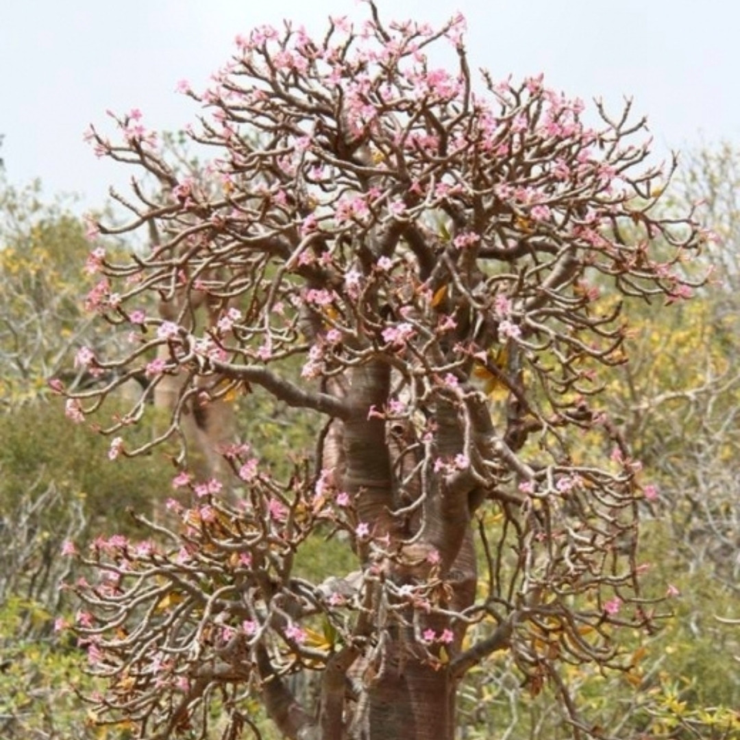 Adenium Socotranum Seeds Mix Flowers and Varietys - 3