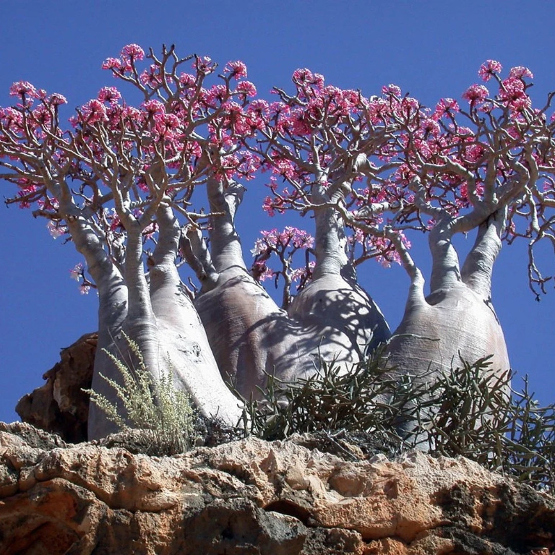Adenium Socotranum Seeds Mix Flowers and Varietys - 3