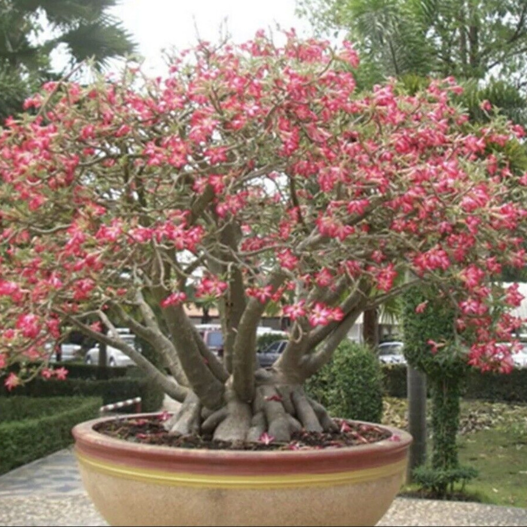 Adenium Arabicum Seeds Saudi Giant - 3