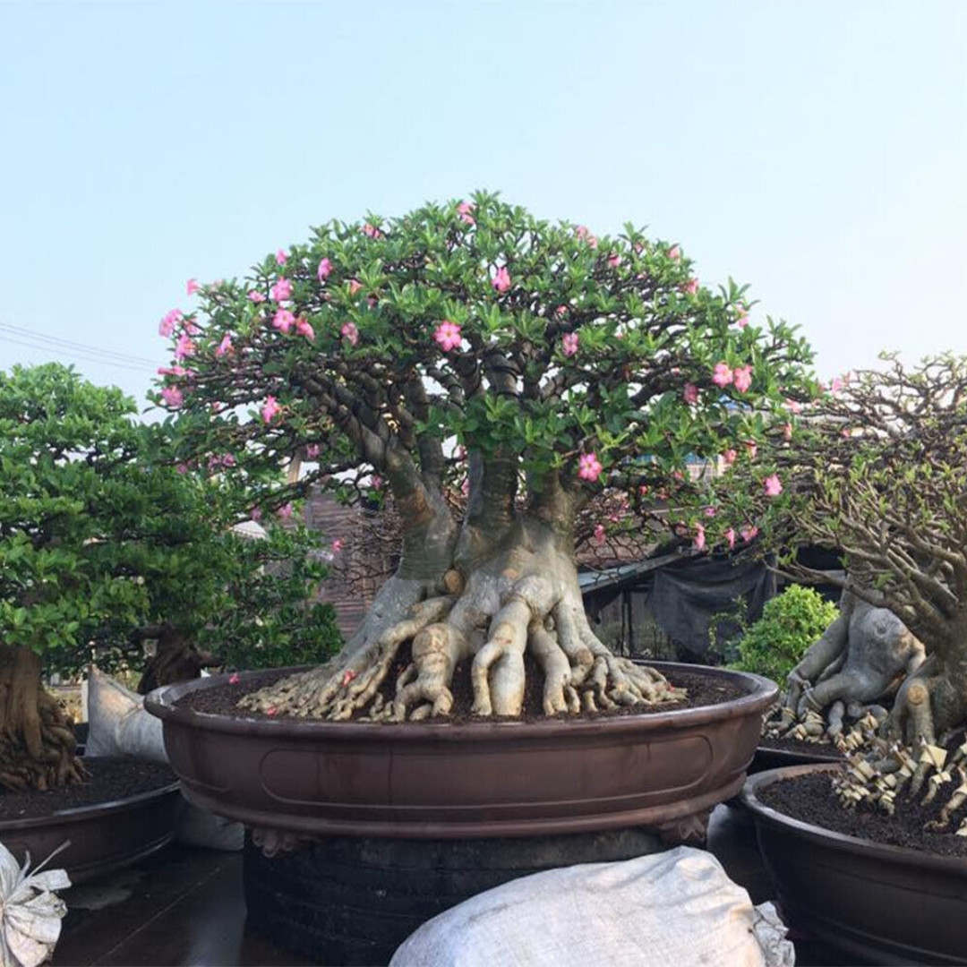 Adenium Arabicum Seeds Saudi Giant - 3