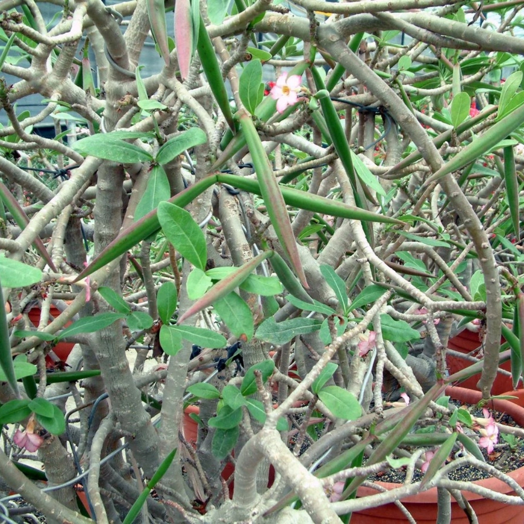 Adenium Arabicum Seeds Saudi Giant - 3