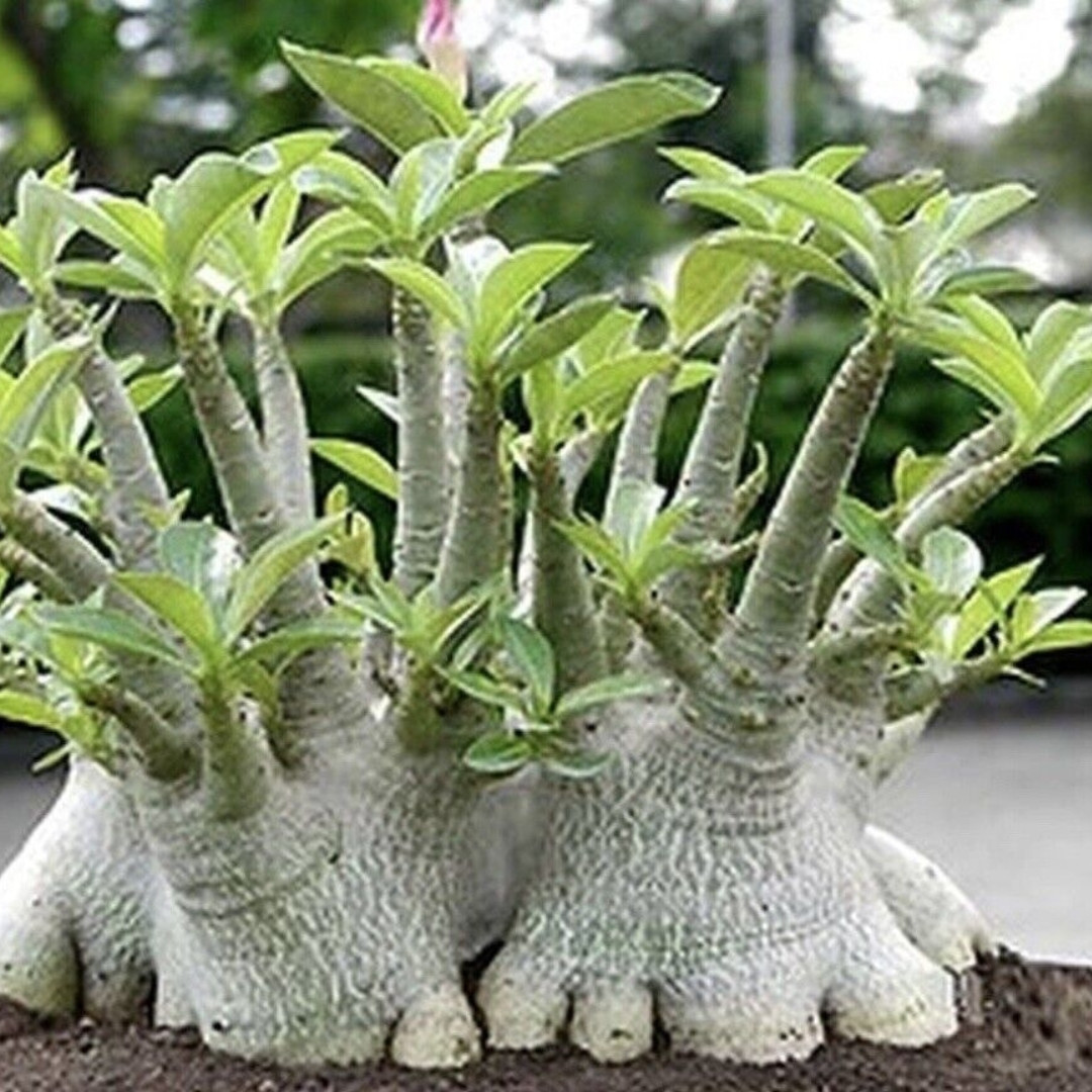 Adenium Arabicum Seeds Saudi Giant - 3