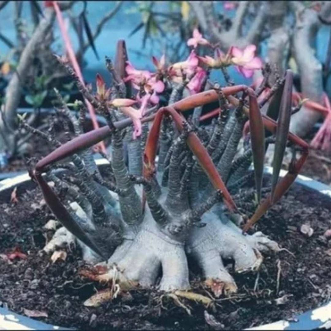 Adenium Arabicum Seeds Saudi Giant - 3