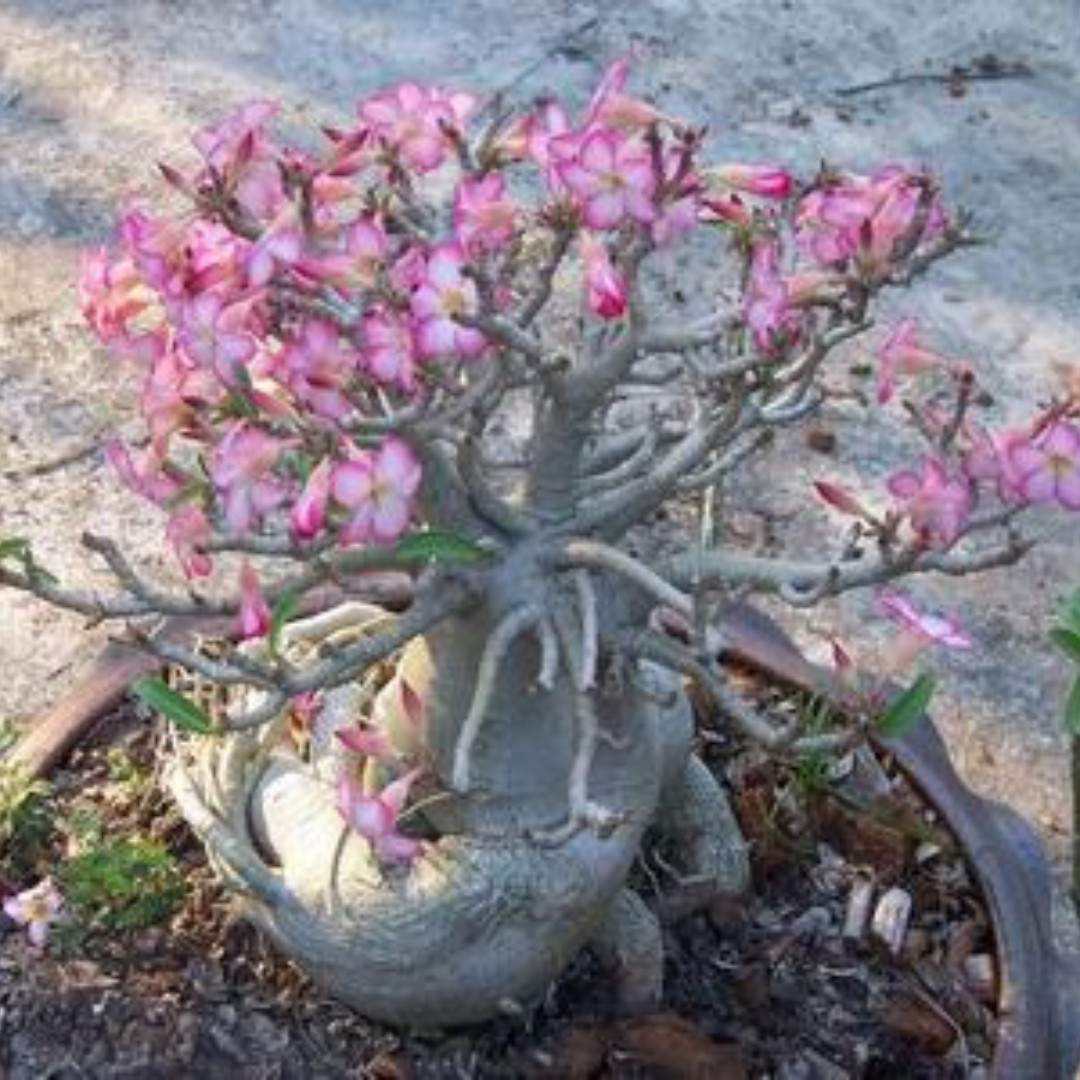 Adenium Socotranum Seeds Phet Ban Na (PBN) - 3
