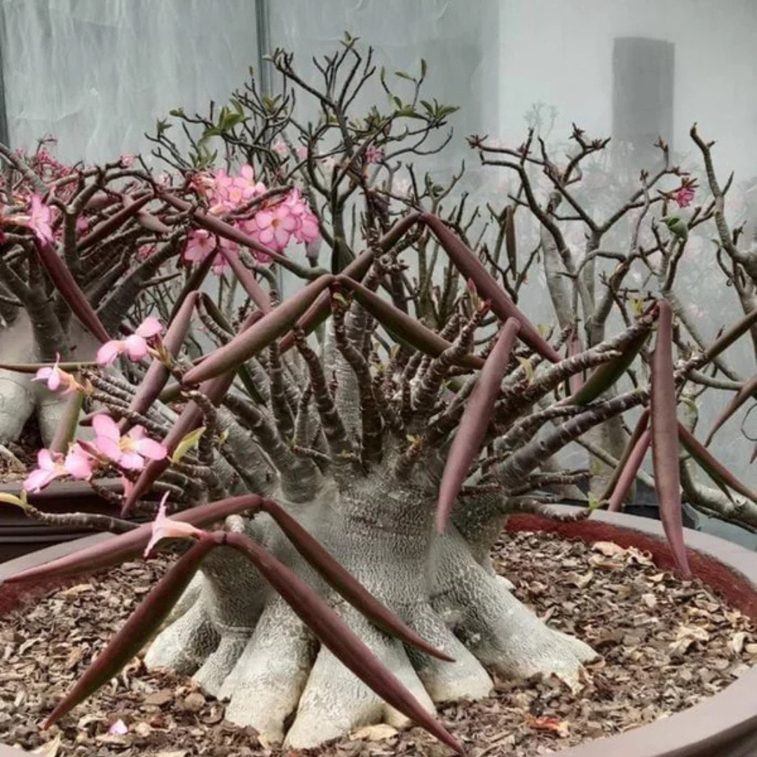 Adenium Socotranum Seeds Phet Ban Na (PBN) - 3