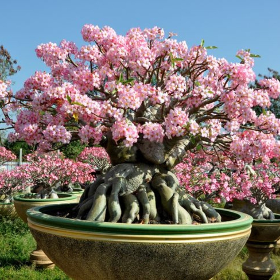 Adenium Socotranum Seeds Phet Ban Na (PBN) - 3