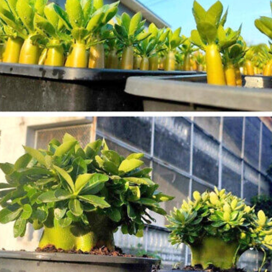 Adenium Socotranum Seeds Phet Ban Na (PBN) - 3