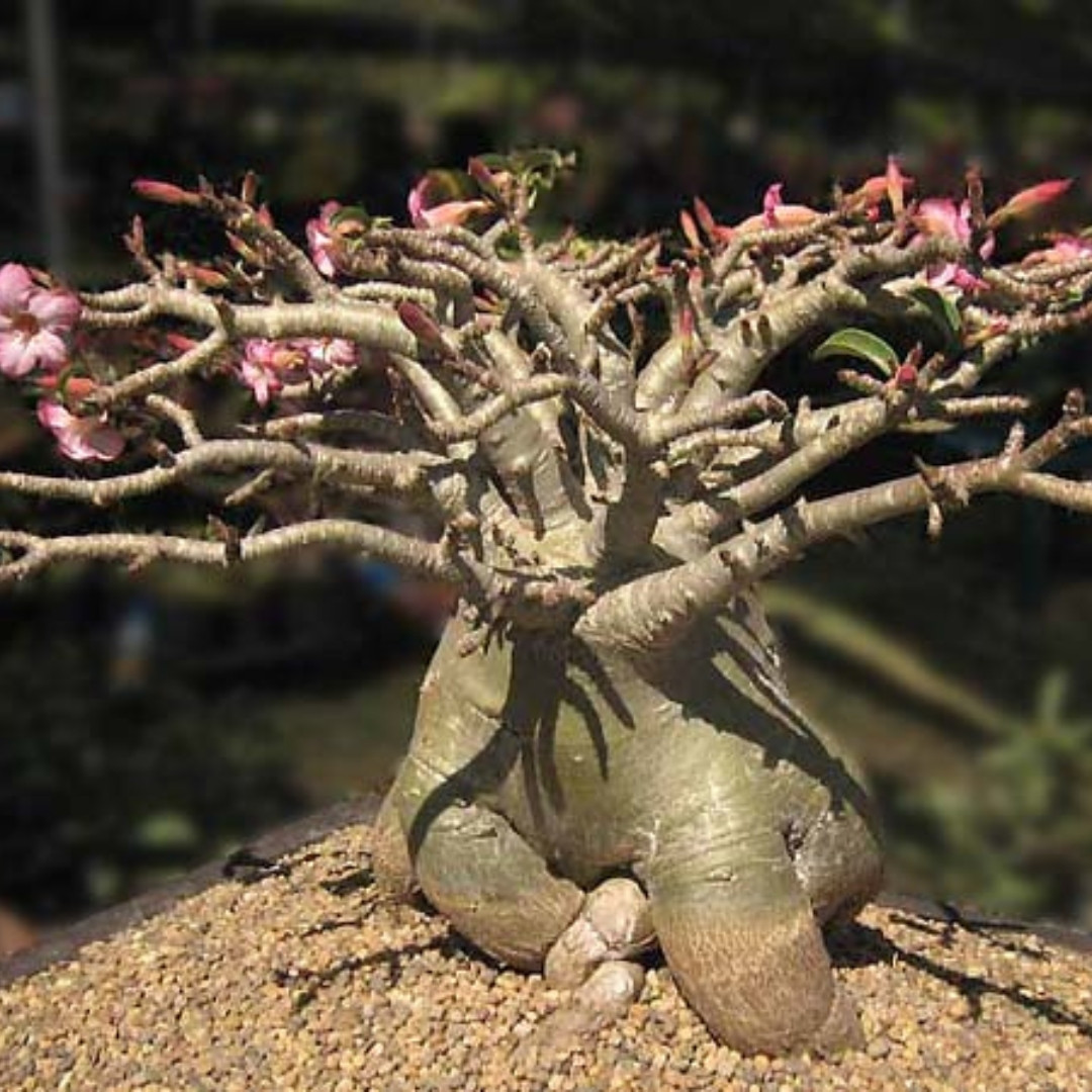 Adenium Socotranum Seeds Phet Ban Na (PBN) - 3