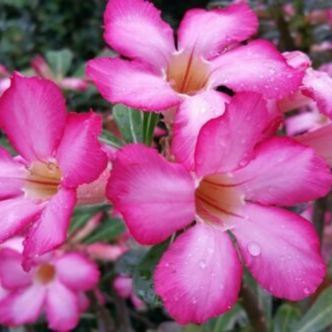 Adenium Socotranum Seeds Bangkla - 3
