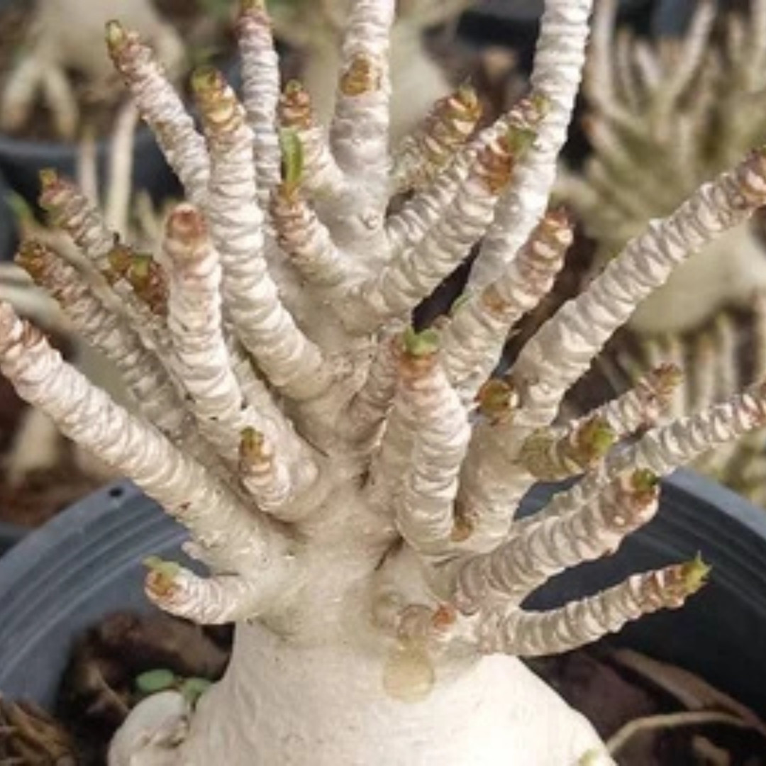 Adenium Socotranum Seeds Bangkla - 3