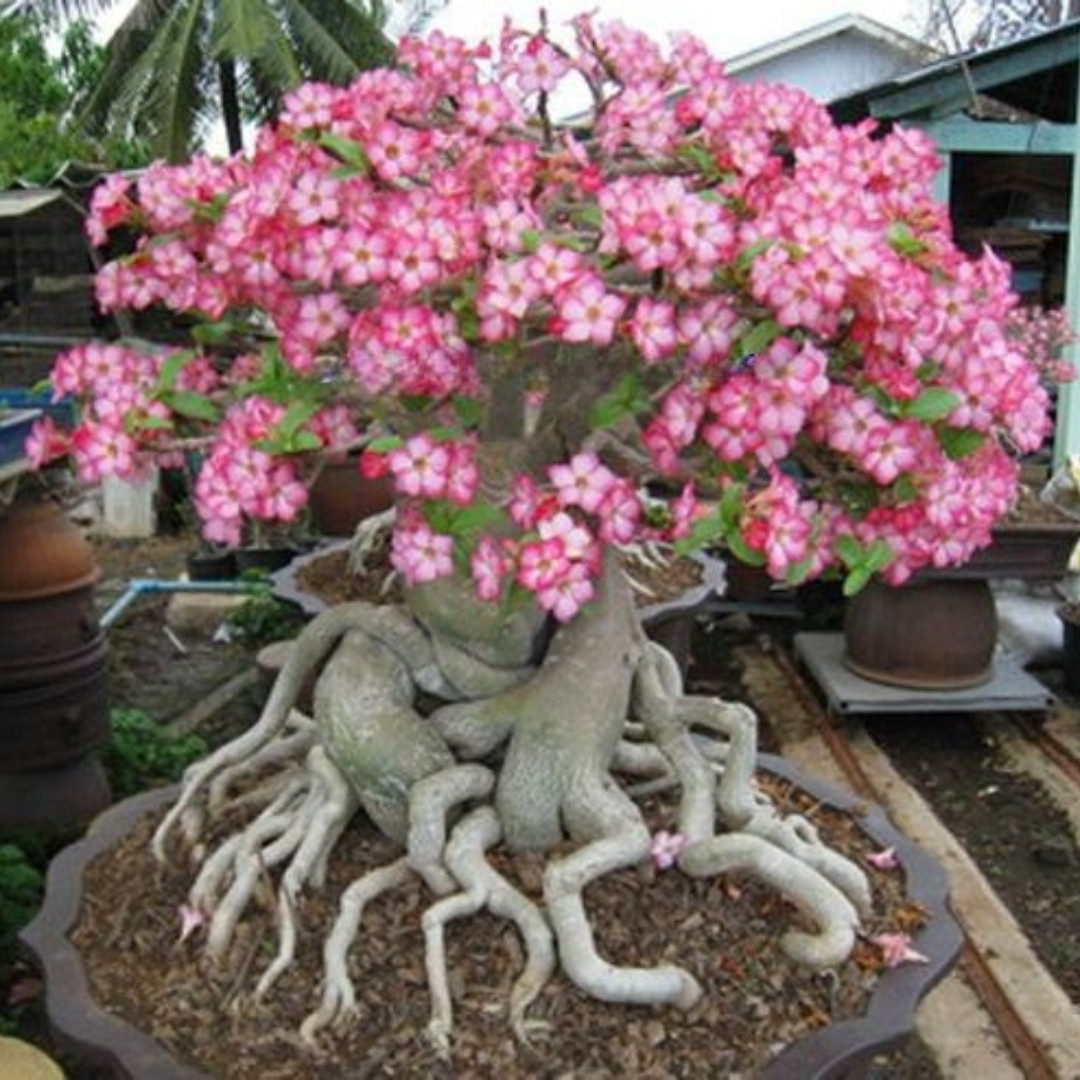 Adenium Socotranum Seeds Bangkla - 3