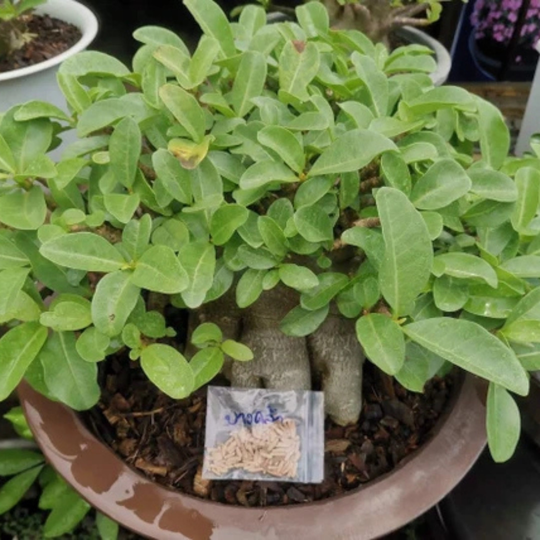 Adenium Socotranum Seeds Bangkla - 3