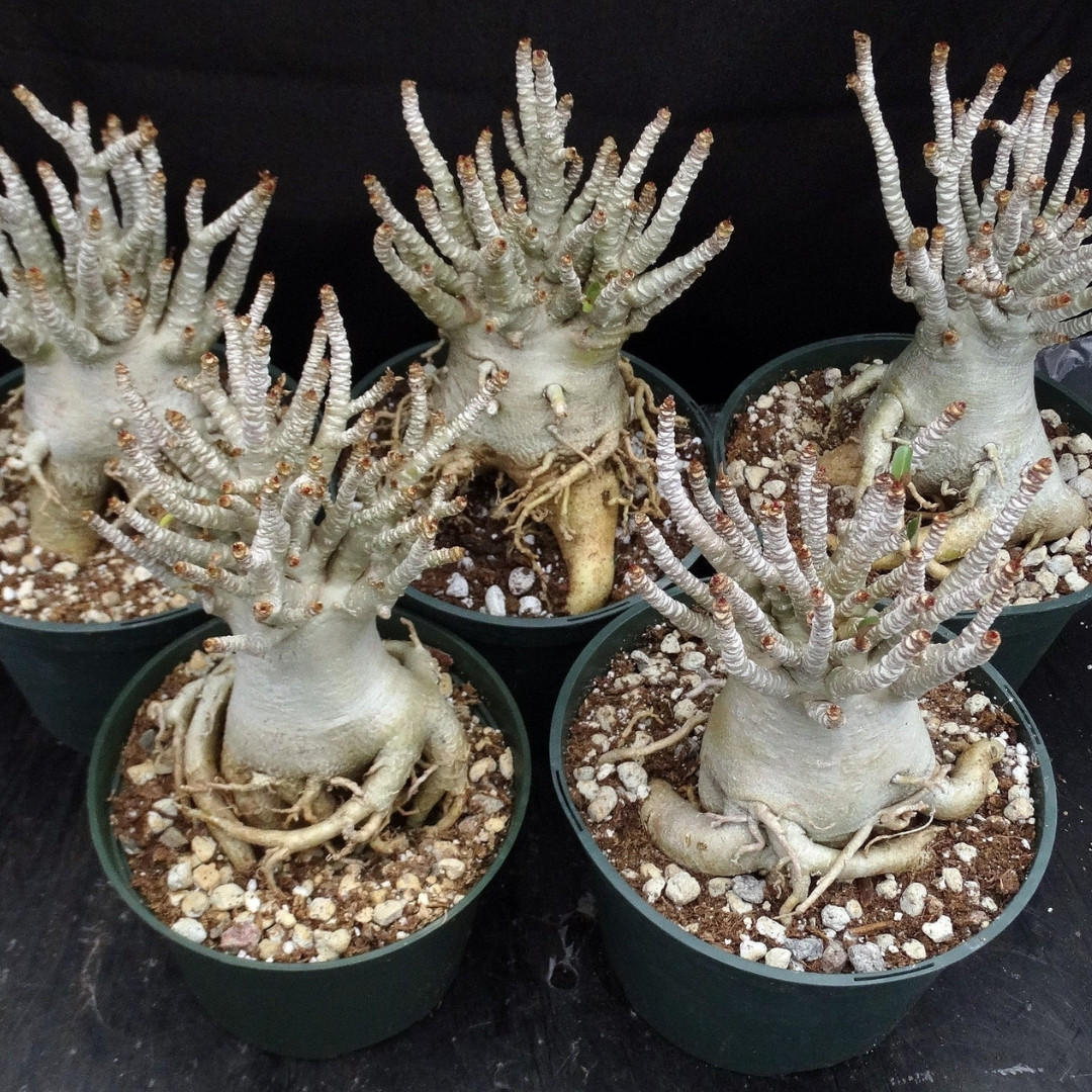 Adenium Socotranum Seeds Bangkla - 3