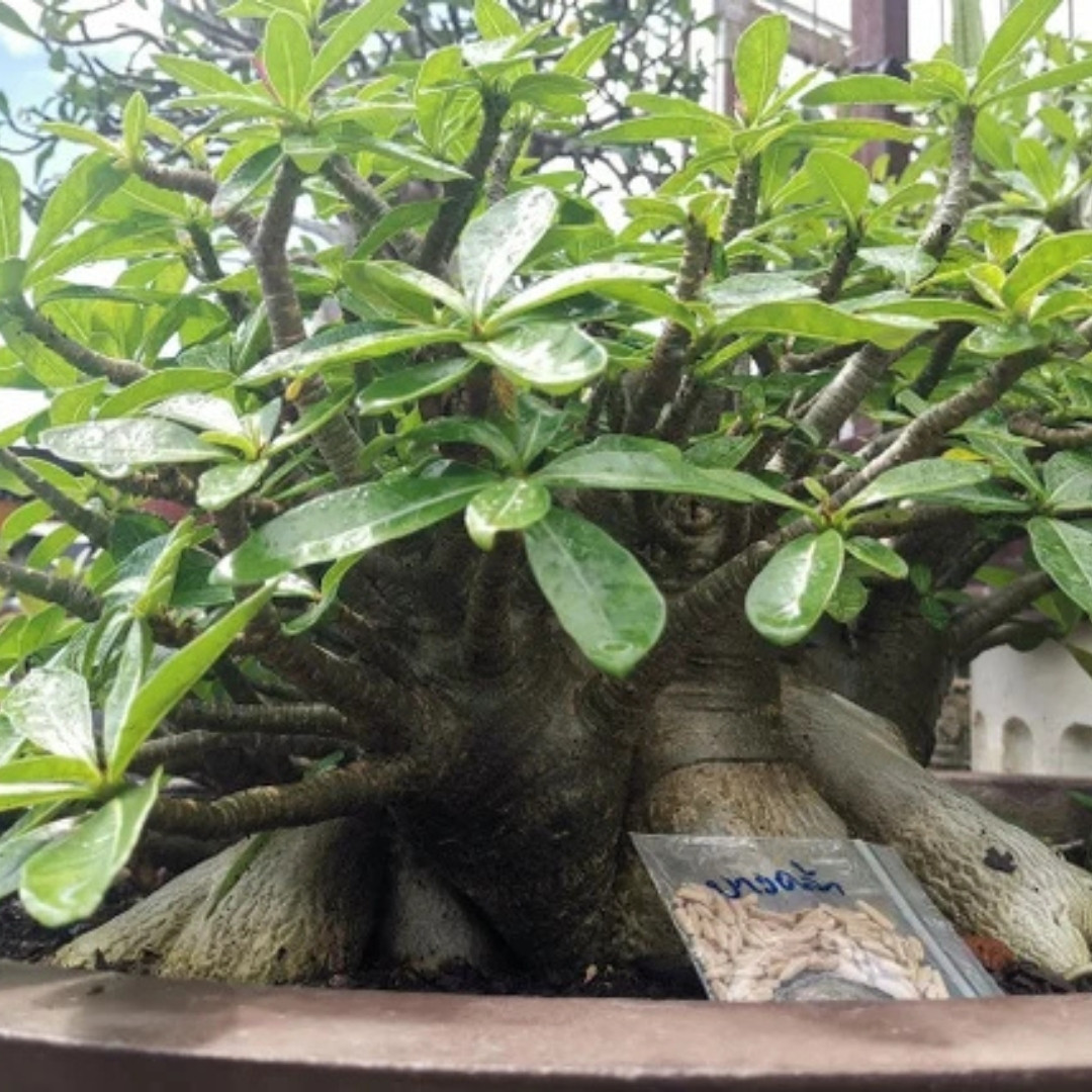 Adenium Socotranum Seeds Bangkla - 3