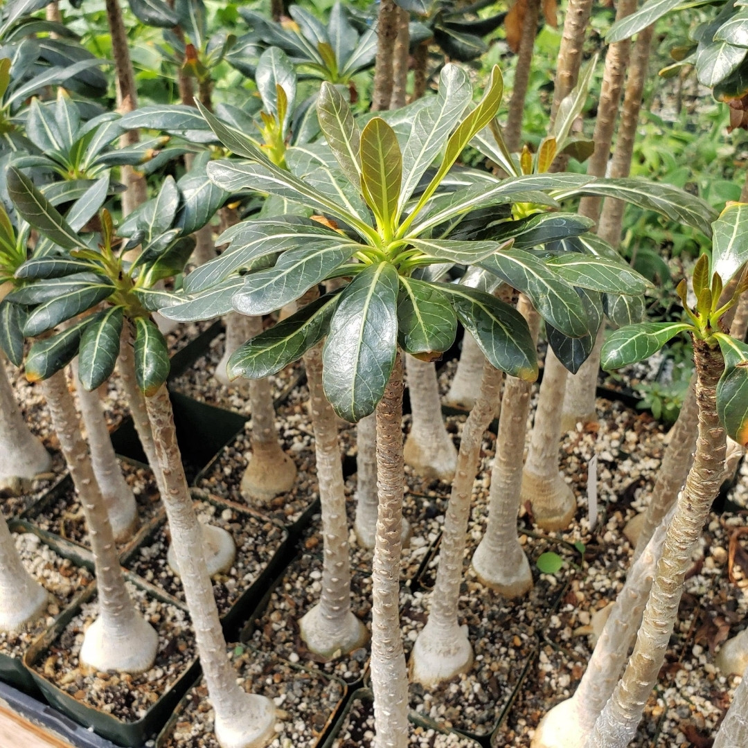 Adenium Socotranum Seeds Bangkla - 3