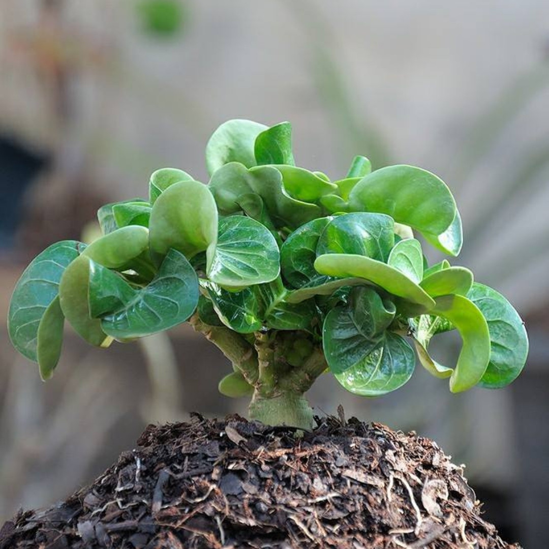 Adenium Obesum Seeds DHA Thai + Meduza - 3