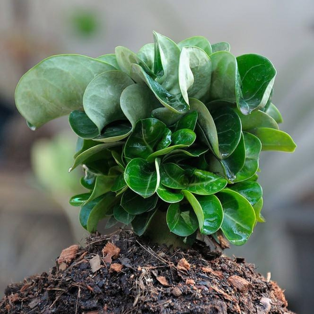 Adenium Obesum Seeds DHA Thai + Meduza - 3