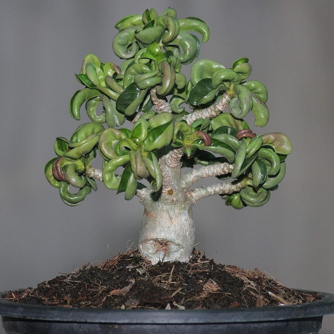 Adenium Obesum Seeds DHA Thai + Meduza - 3