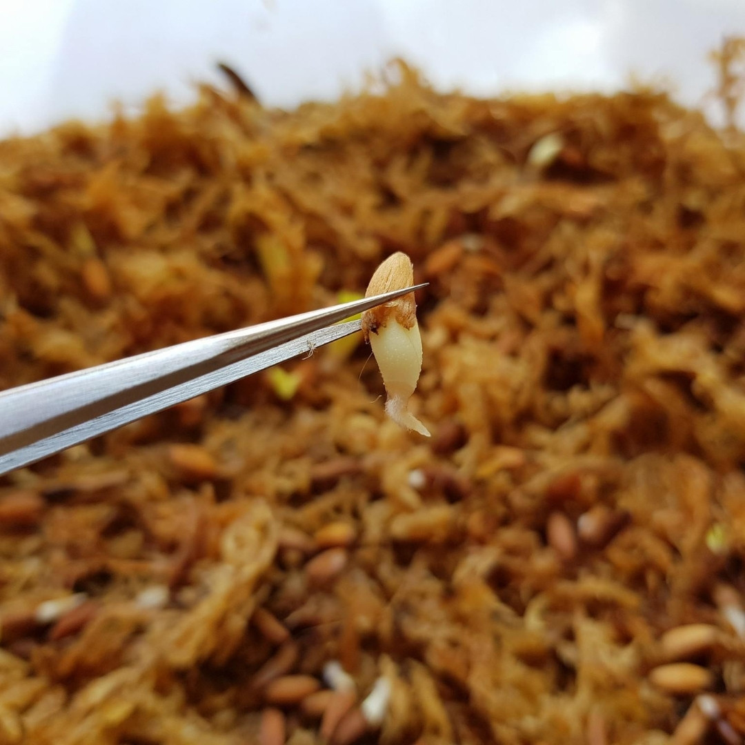 Adenium Obesum Seeds DHA Thai + Meduza - 3