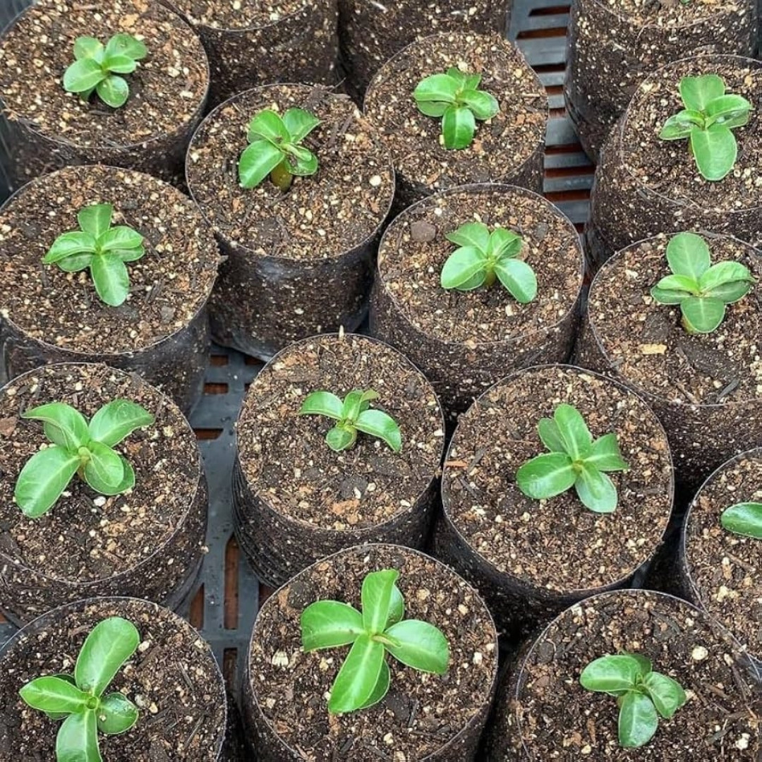 Adenium Obesum Seeds DHA Thai + Meduza - 3