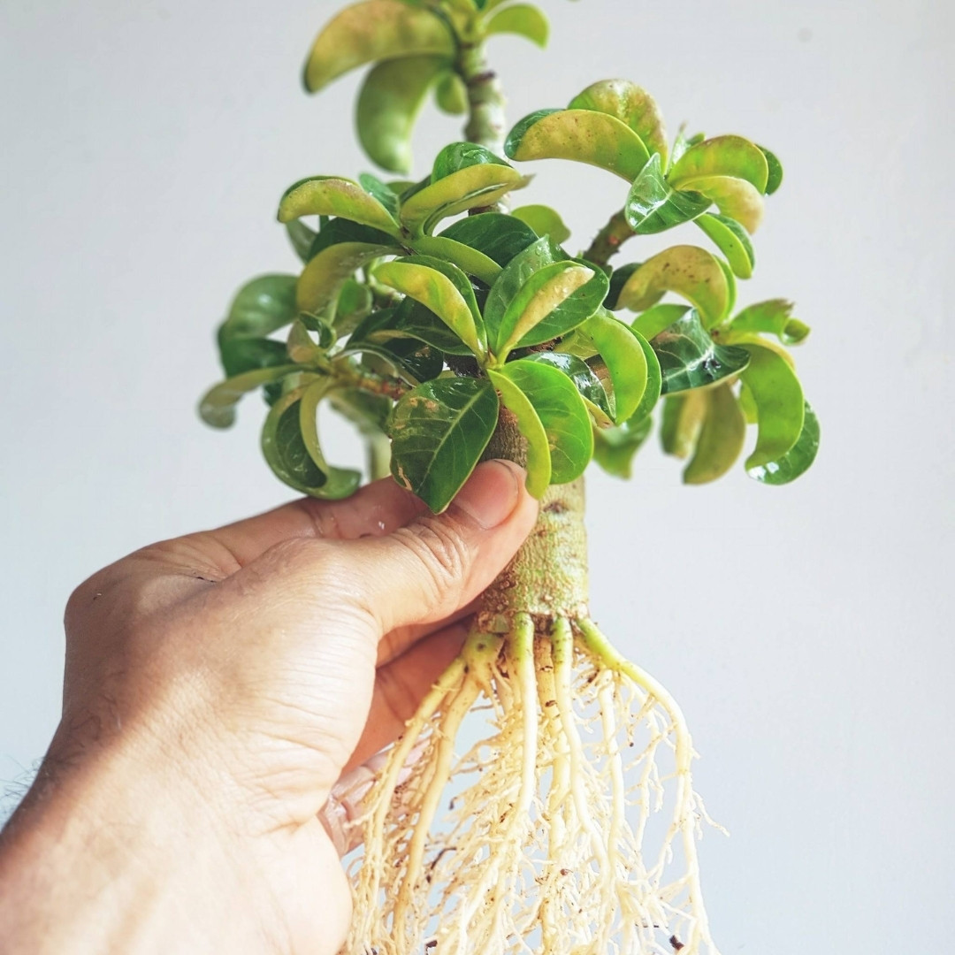 Adenium Obesum Seeds DHA Thai + Meduza - 3