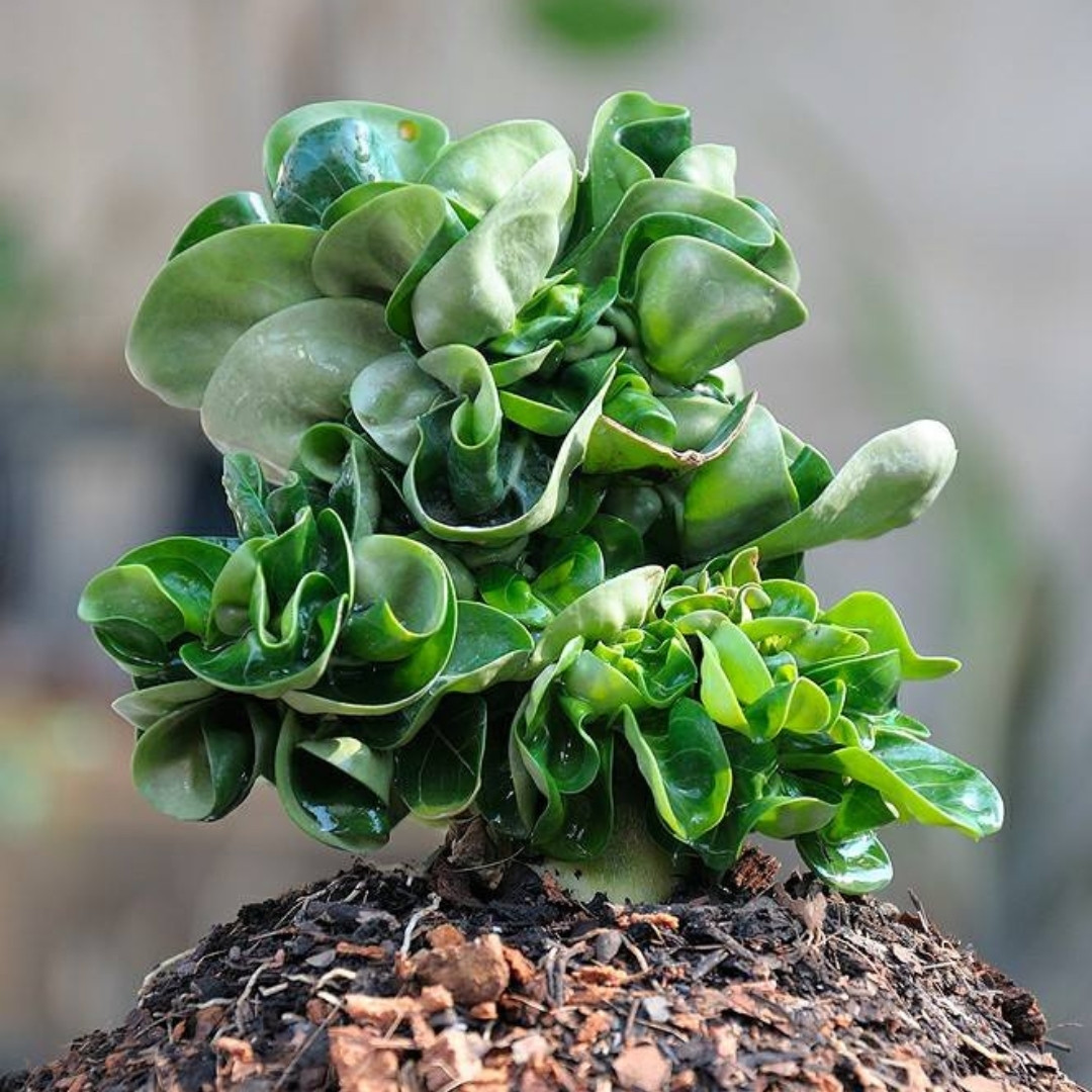 Adenium Obesum Seeds DHA Thai + Meduza - 3
