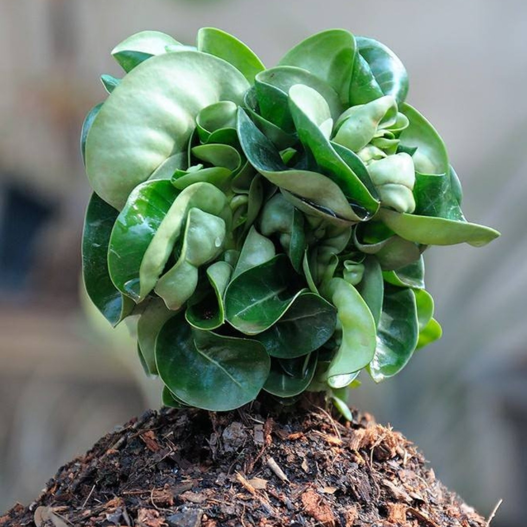 Adenium Obesum Seeds DHA Thai + Meduza - 3