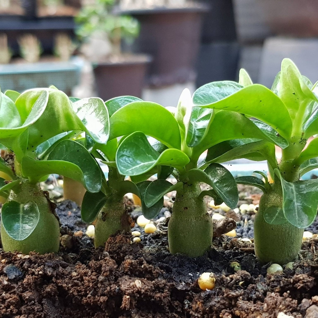 Adenium Obesum Seeds DHA Thai + Meduza - 3