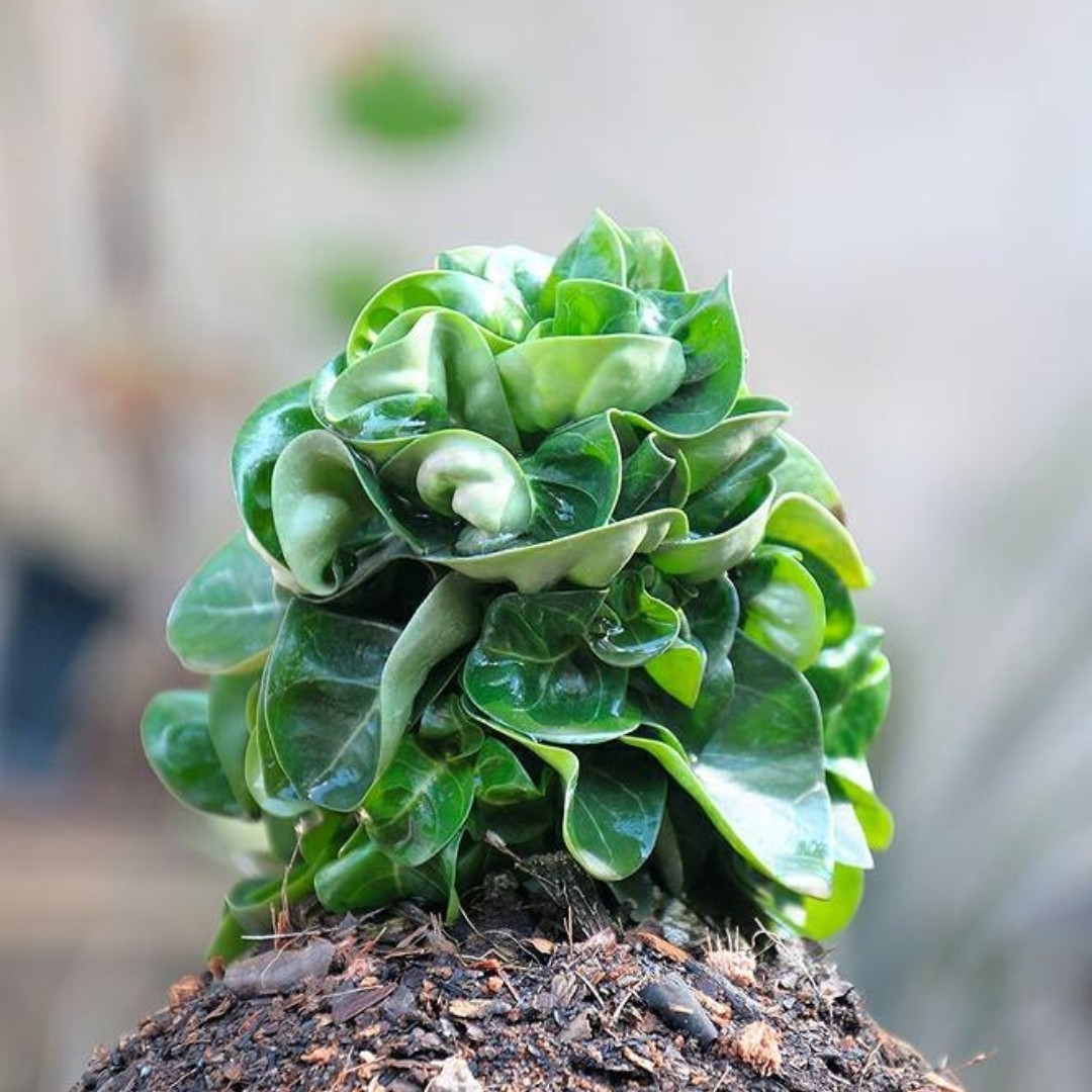 Adenium Obesum Seeds DHA Thai + Meduza - 3