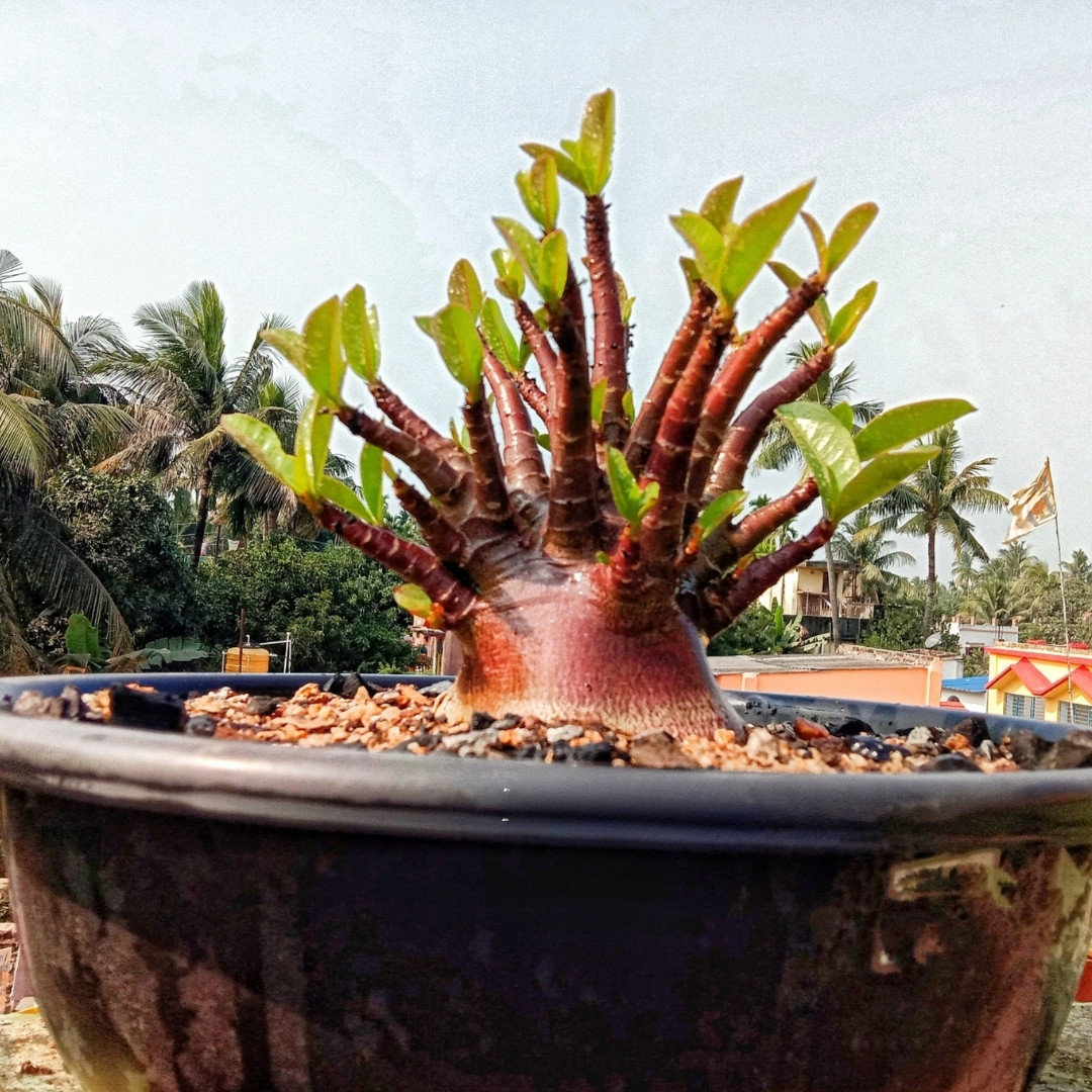 Adenium Hybrid DDC Arabicum × Super Red Socotranum - 3