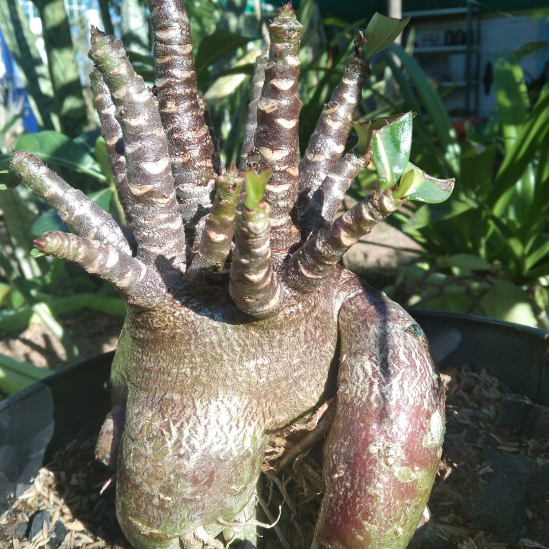Adenium Socotranum Seeds Choco + Super red - 3