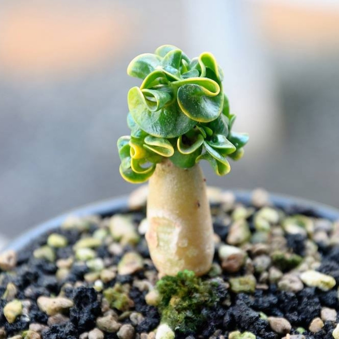 Adenium socotranum Seeds Dorset Horn Chada Petch (DHA CDP) - 3
