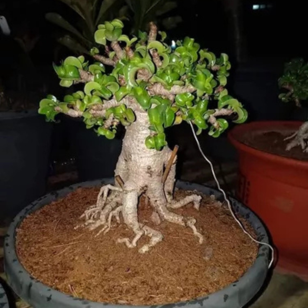 Adenium socotranum Seeds Dorset Horn Chada Petch (DHA CDP) - 3