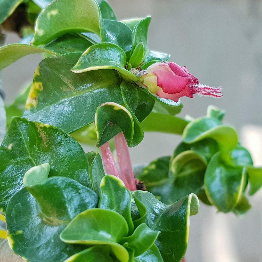 Adenium socotranum Seeds Dorset Horn Chada Petch (DHA CDP) - 3