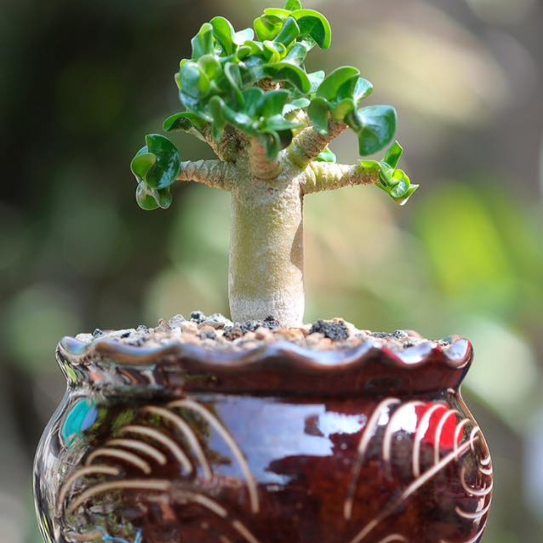 Adenium socotranum Seeds Dorset Horn Chada Petch (DHA CDP) - 3