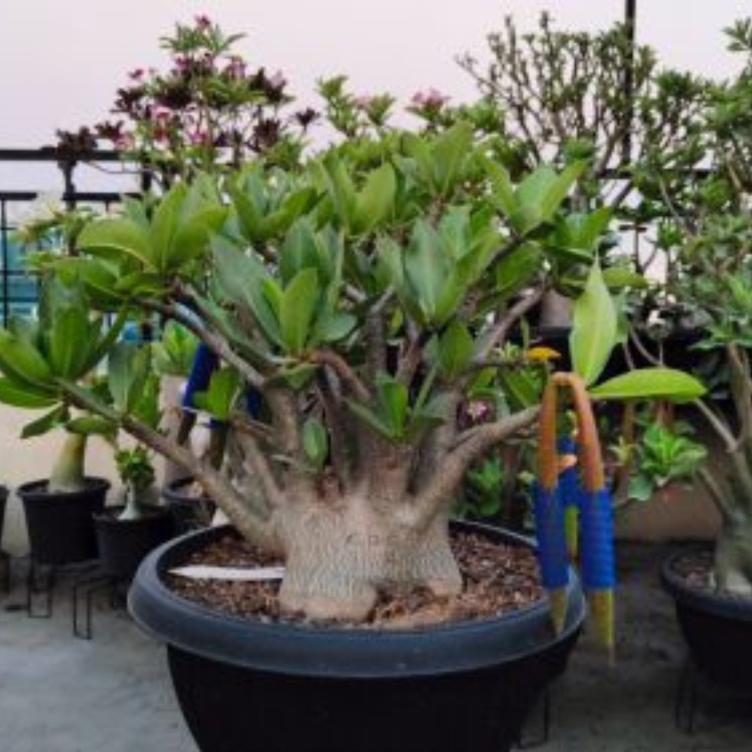 Adenium socotranum Seeds Dorset Horn Chada Petch (DHA CDP) - 3