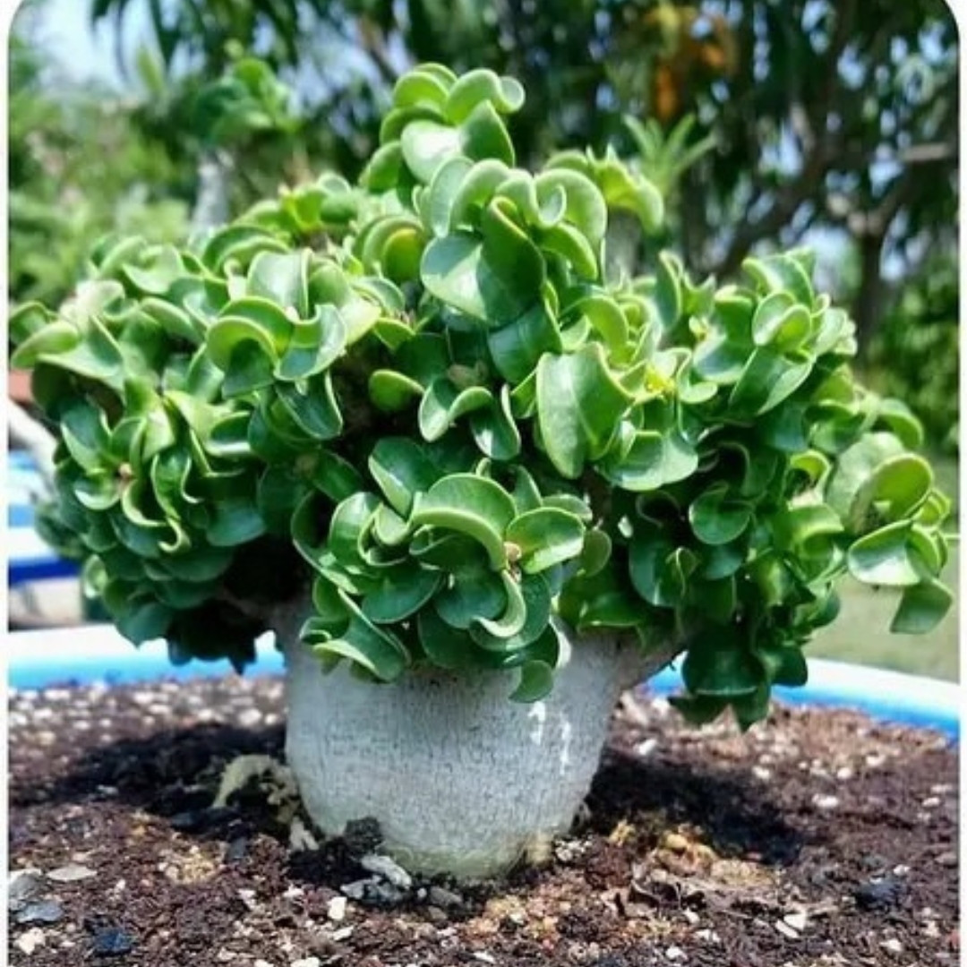 Adenium socotranum Seeds Dorset Horn Chada Petch (DHA CDP) - 3
