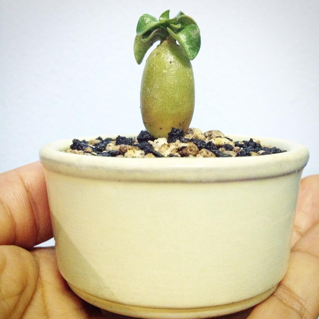 Adenium socotranum Seeds Dorset Horn Chada Petch (DHA CDP) - 3