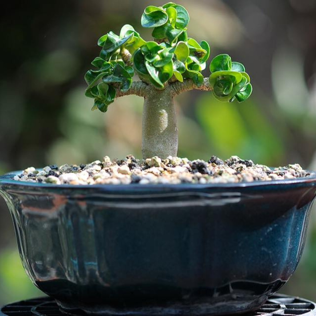 Adenium socotranum Seeds Dorset Horn Chada Petch (DHA CDP) - 3