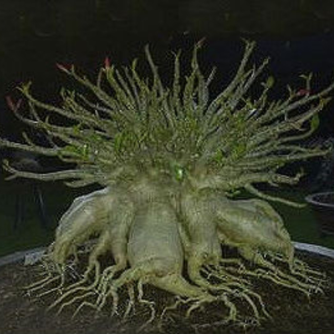 Adenium socotranum Seeds Dorset Horn Chada Petch (DHA CDP) - 3