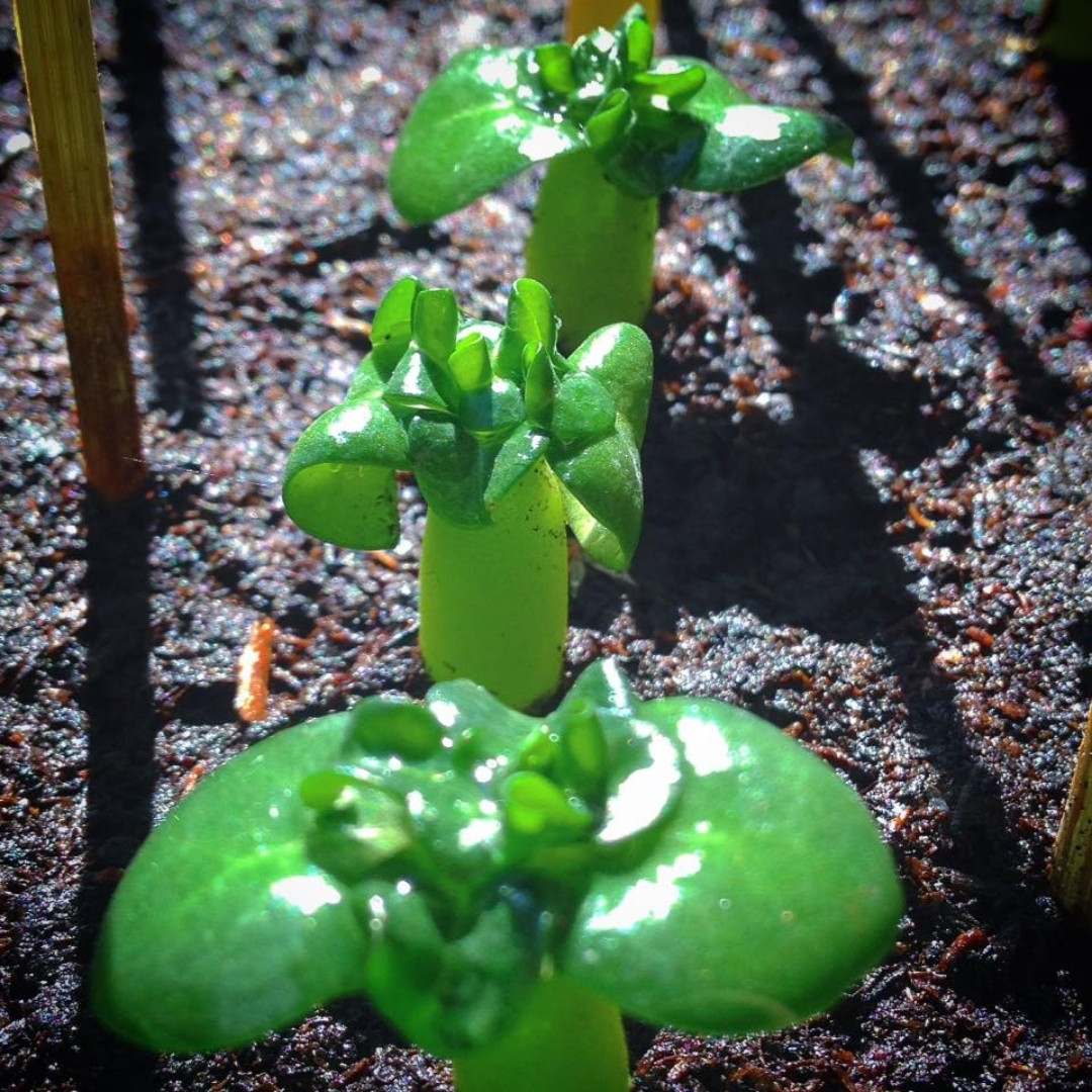 Adenium socotranum Seeds Dorset Horn Chada Petch (DHA CDP) - 3