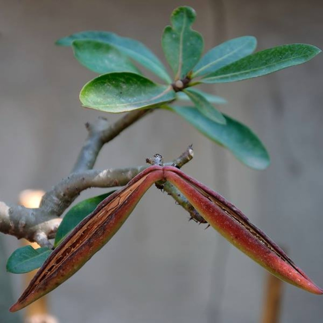 Adenium socotranum Seeds Dorset Horn Chada Petch (DHA CDP) - 3