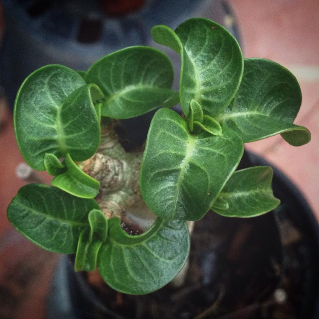 Adenium socotranum Seeds Dorset Horn Chada Petch (DHA CDP) - 3