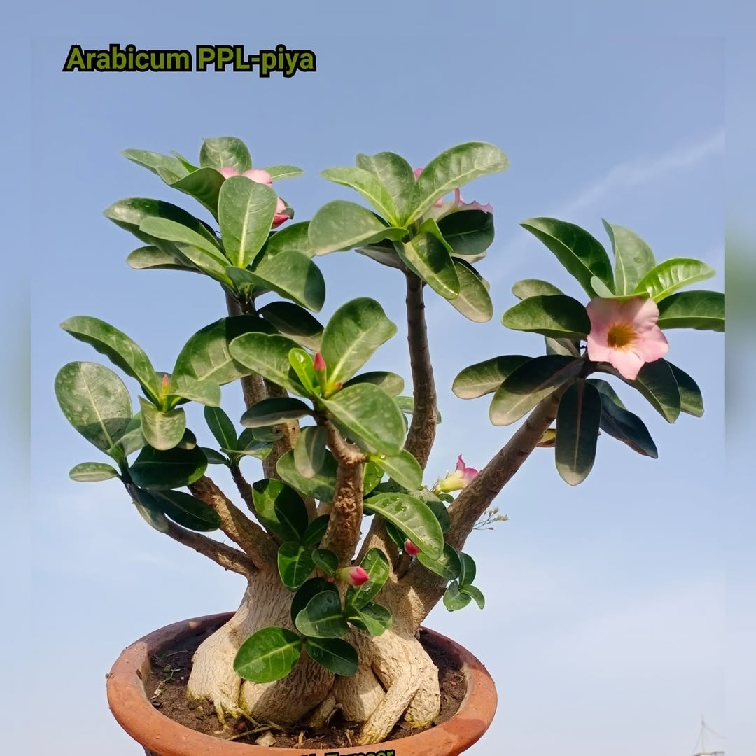 Adenium Arabicum Seeds PPL Piya - 3