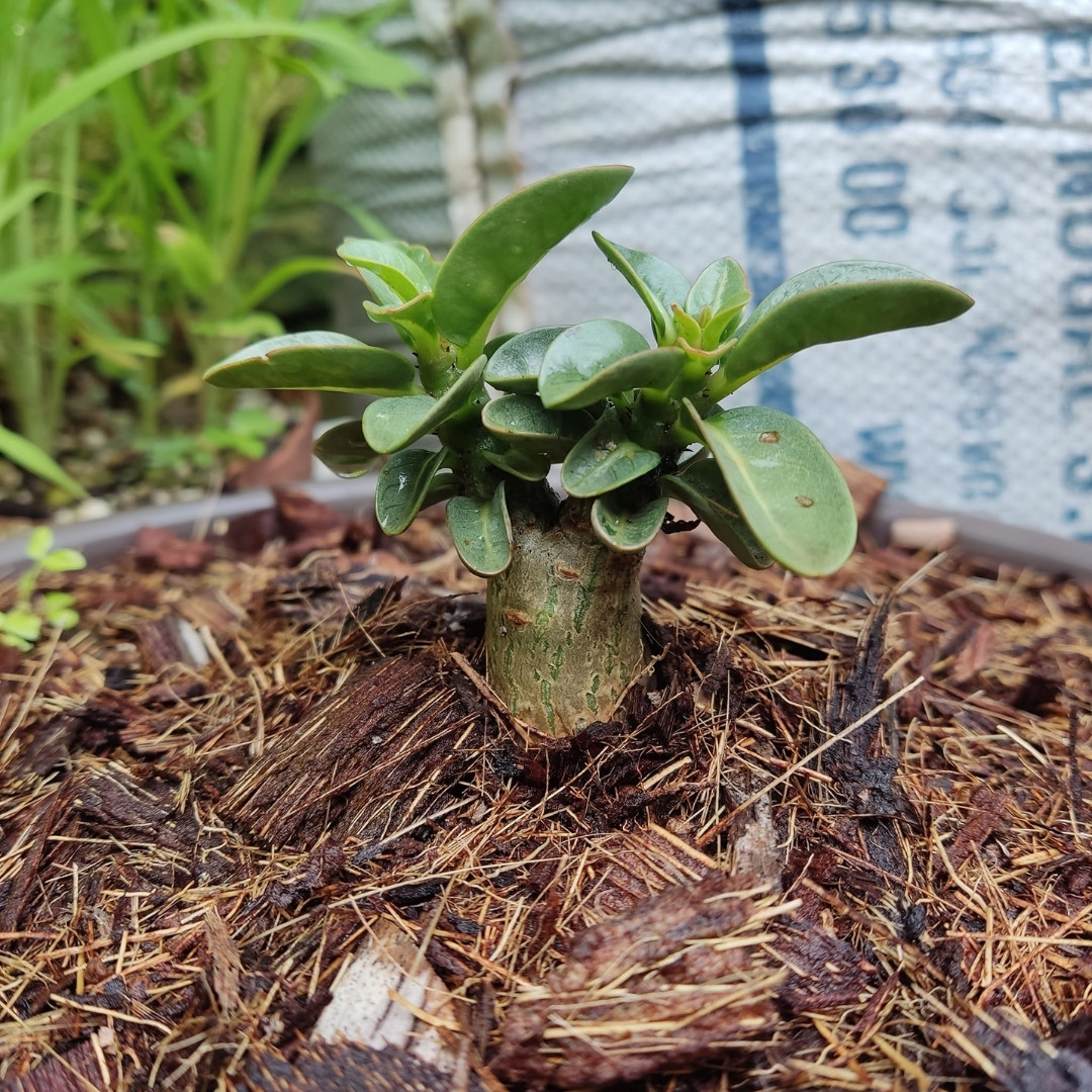 Adenium Arabicum Seeds PPL Piya - 3