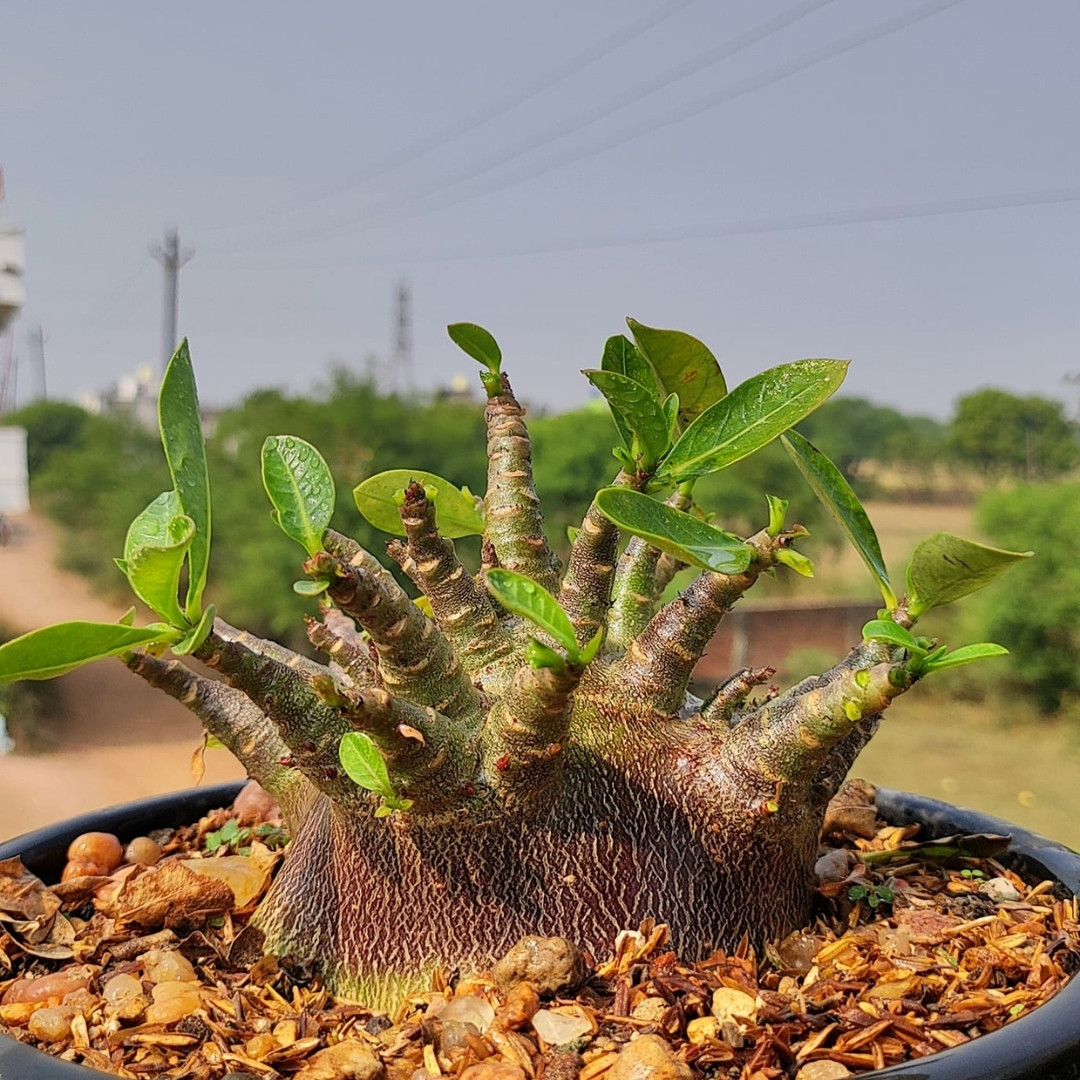 Adenium Arabicum Seeds DDC - 3
