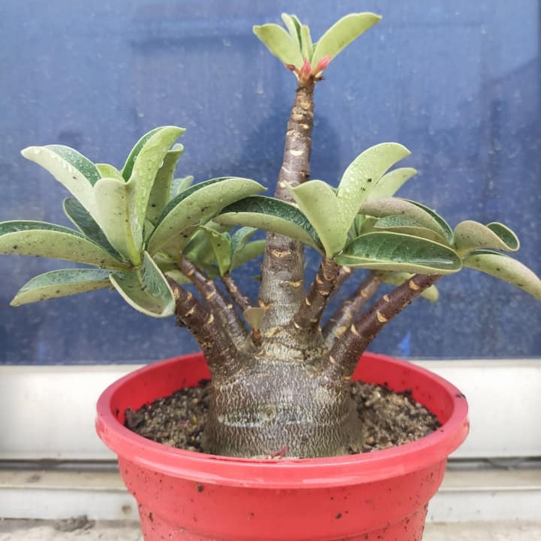Adenium Arabicum Seeds DDC - 3