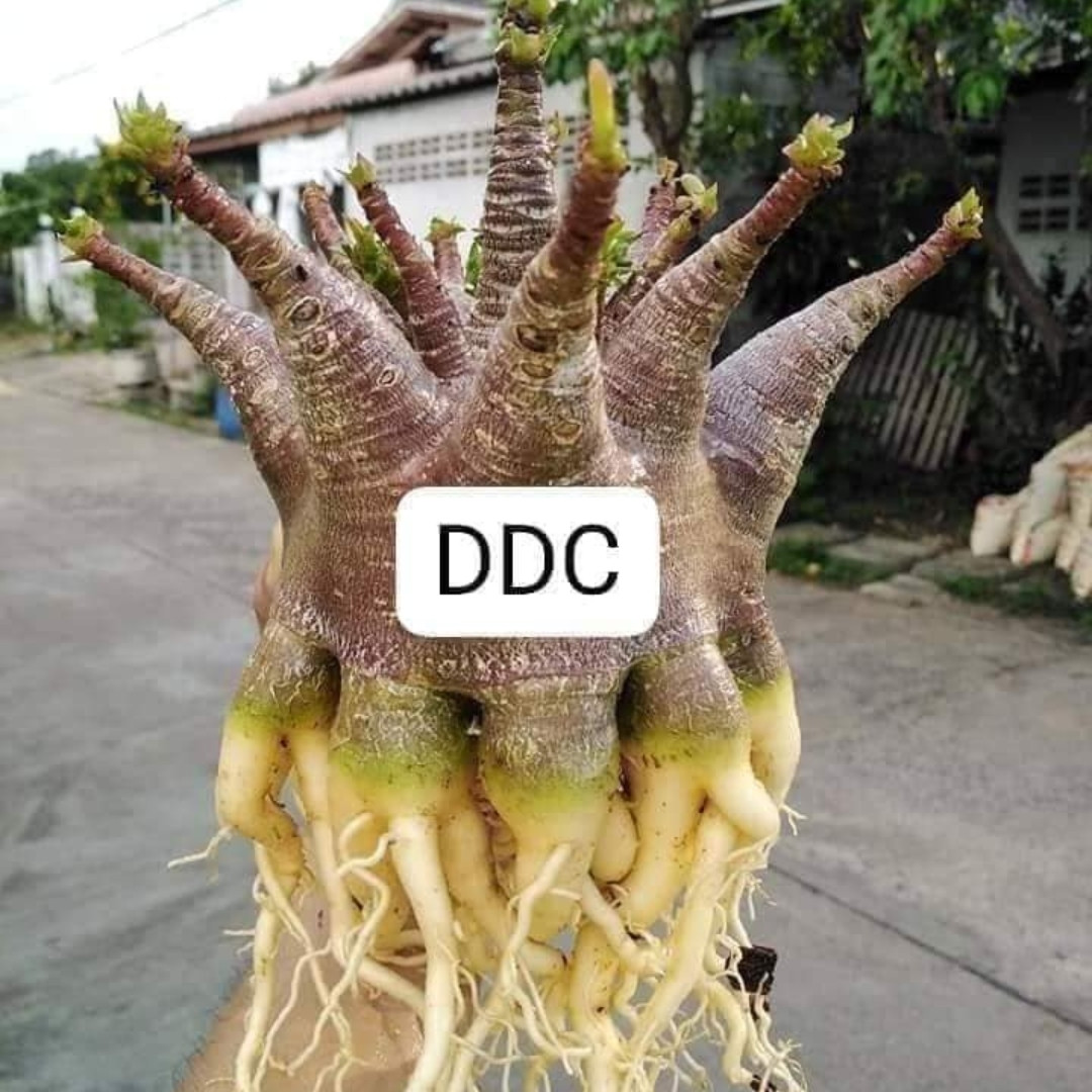 Adenium Arabicum Seeds DDC - 3