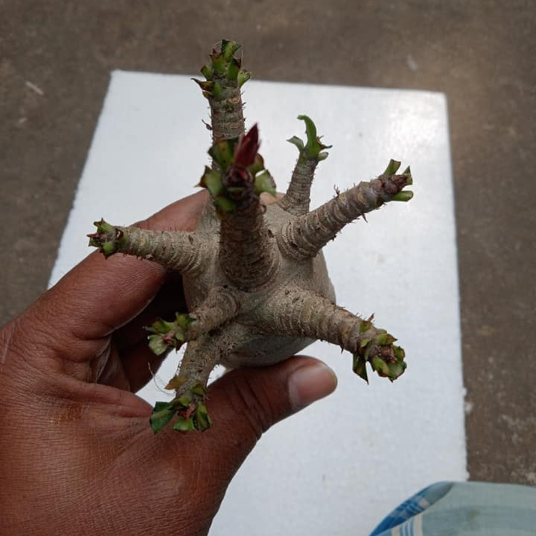 Adenium Arabicum Seeds DDC - 3
