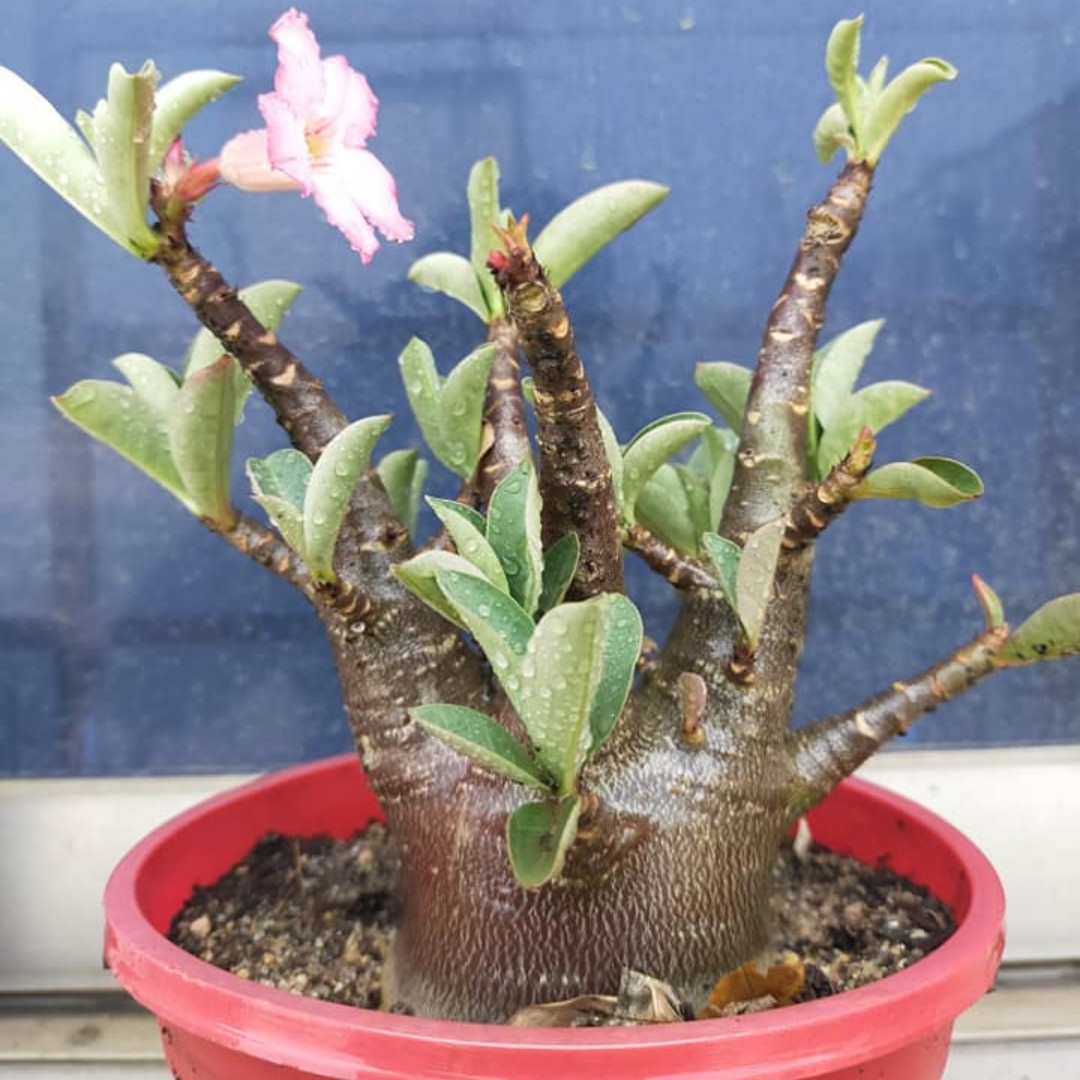 Adenium Arabicum Seeds DDC - 3